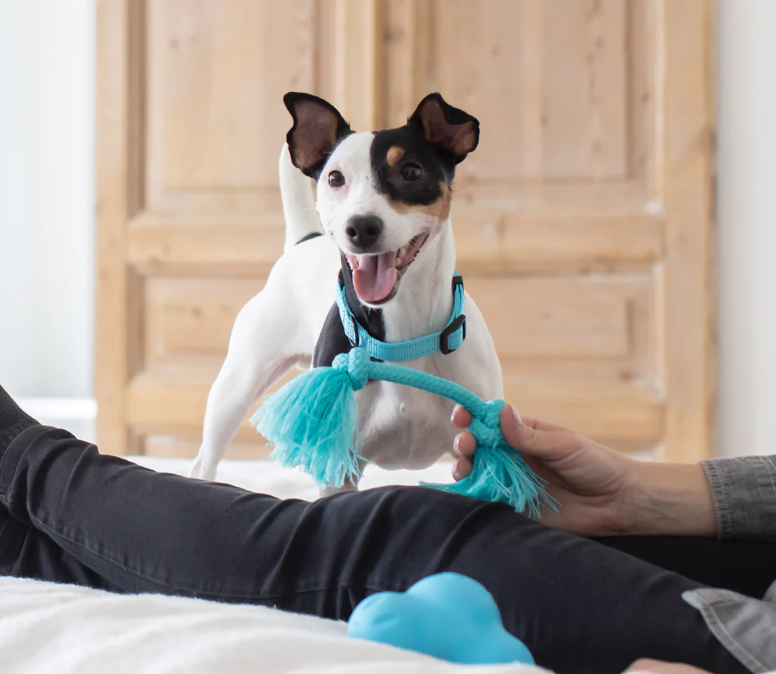 Calming Supplement Chews for Dogs - Image 4