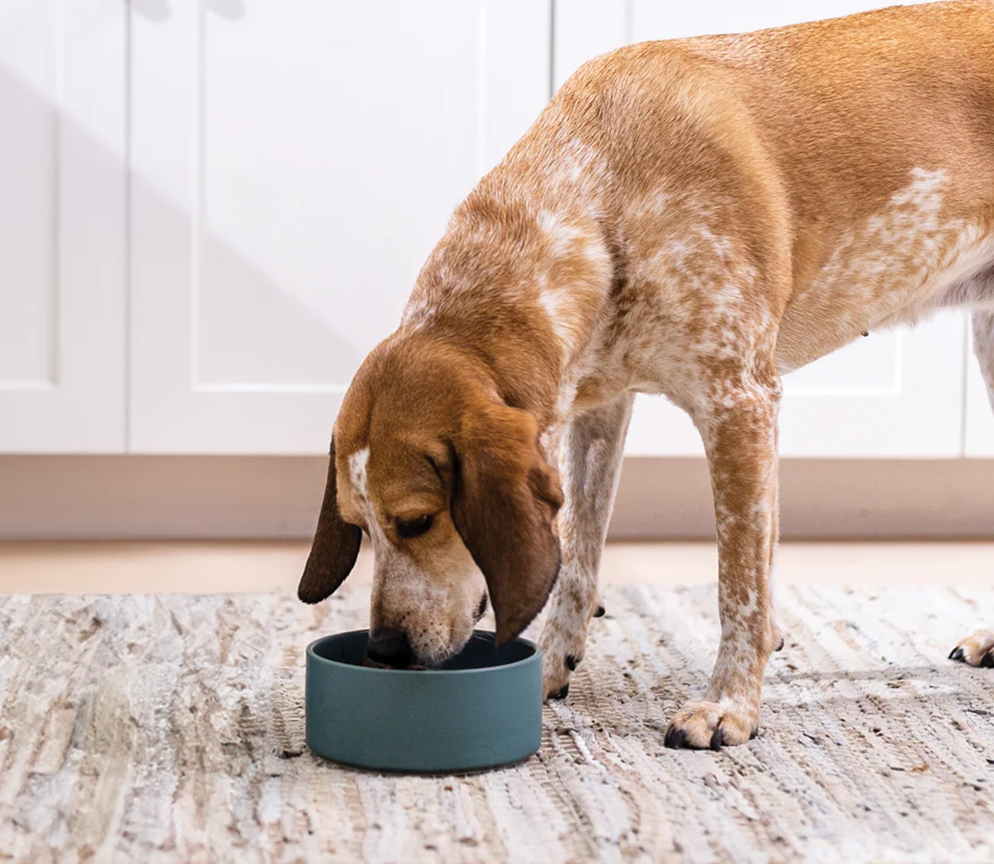 Harvest Chicken Hearty Stew Wet Dog Food - Image 5