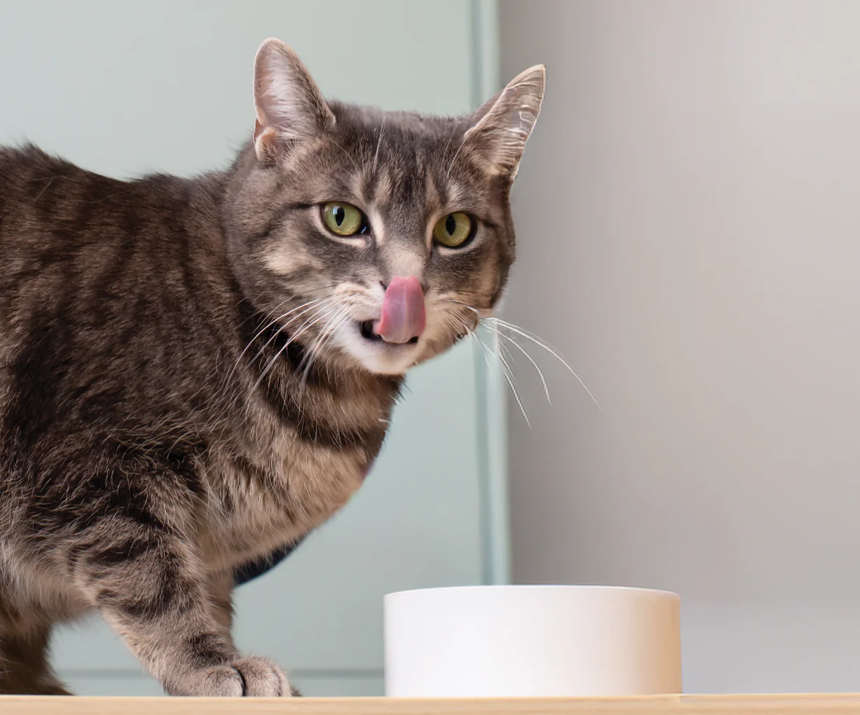 Harvest Chicken Morsels in Gravy for Cats - Image 5