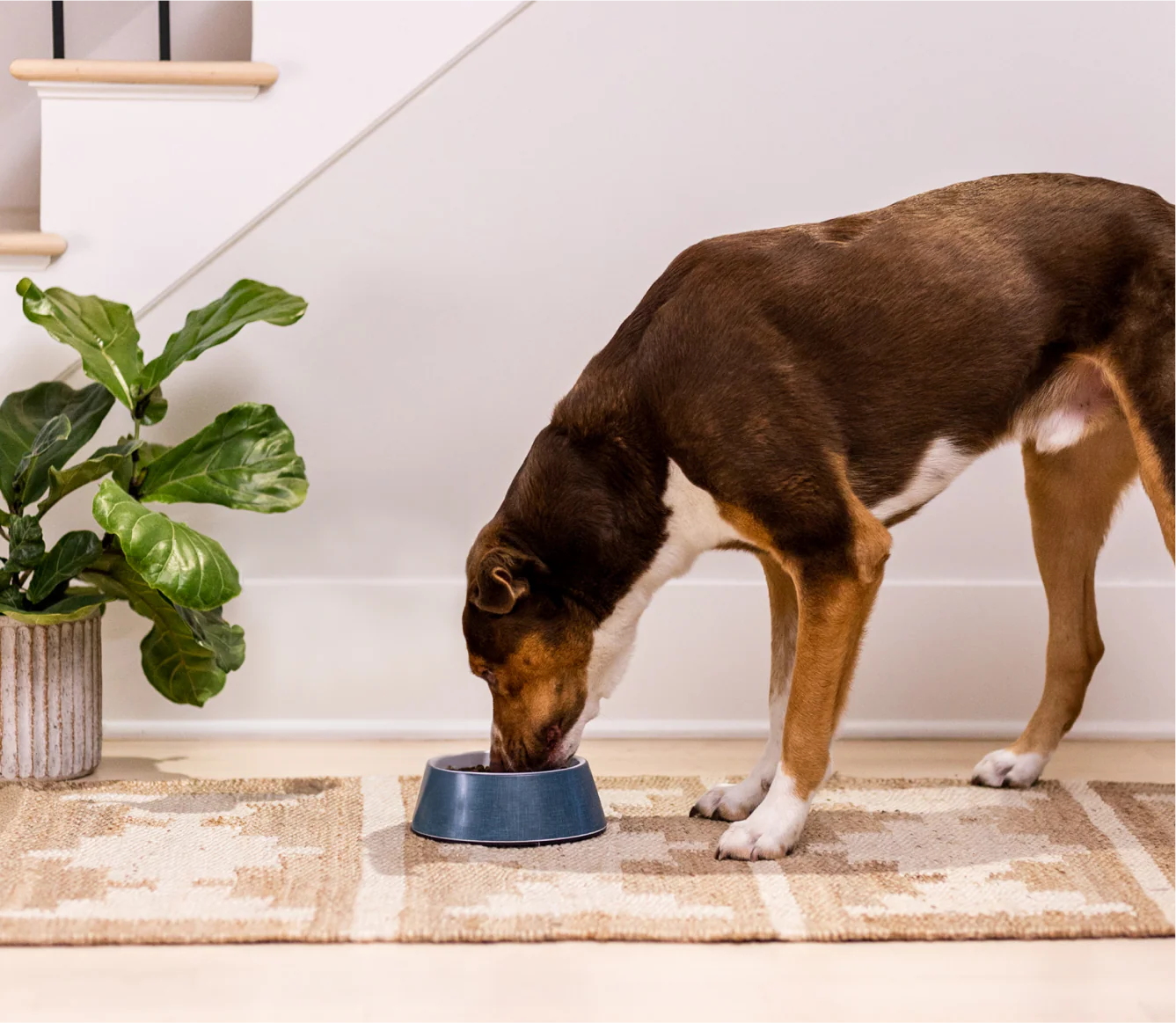 Harvest Chicken & Ancient Grains Dog Kibble - Image 5