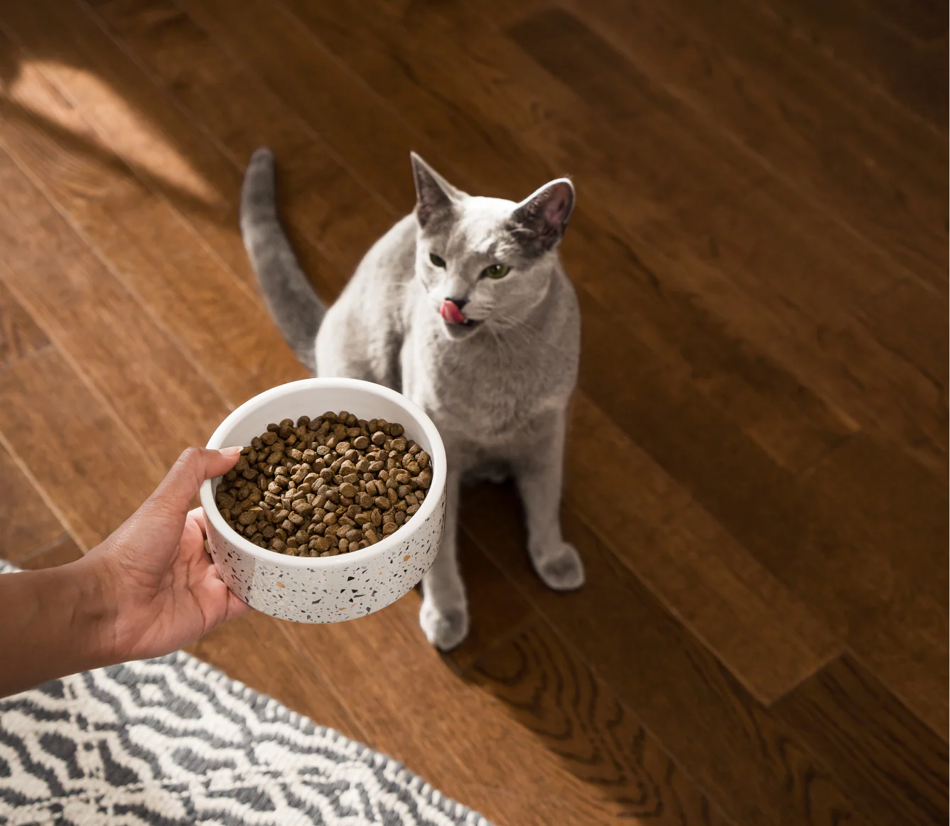 Wild-Caught Salmon Grain-Free Cat Kibble - Image 5
