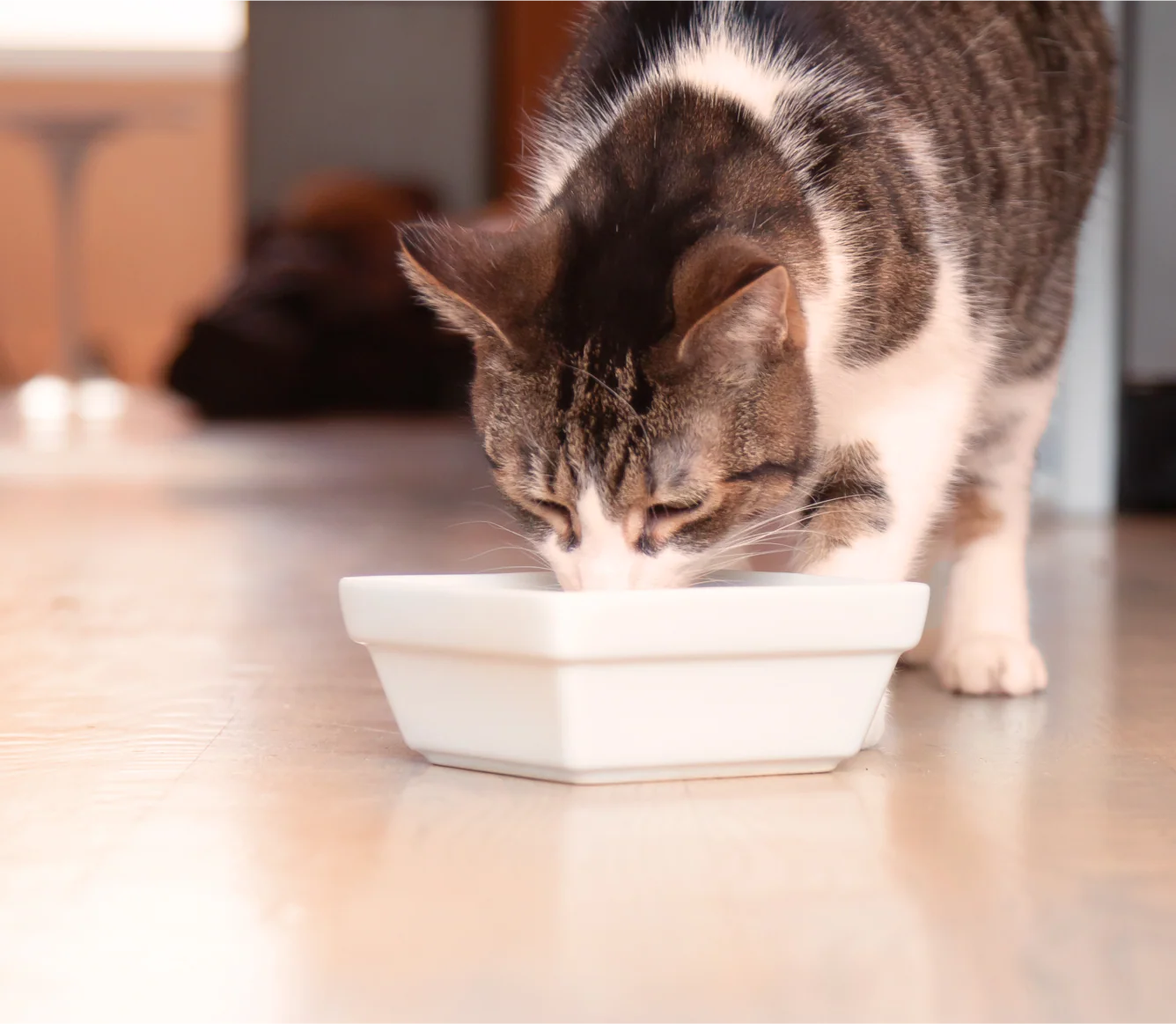 Herring & Mackerel Rustic Blend Wet Cat Food - Image 5