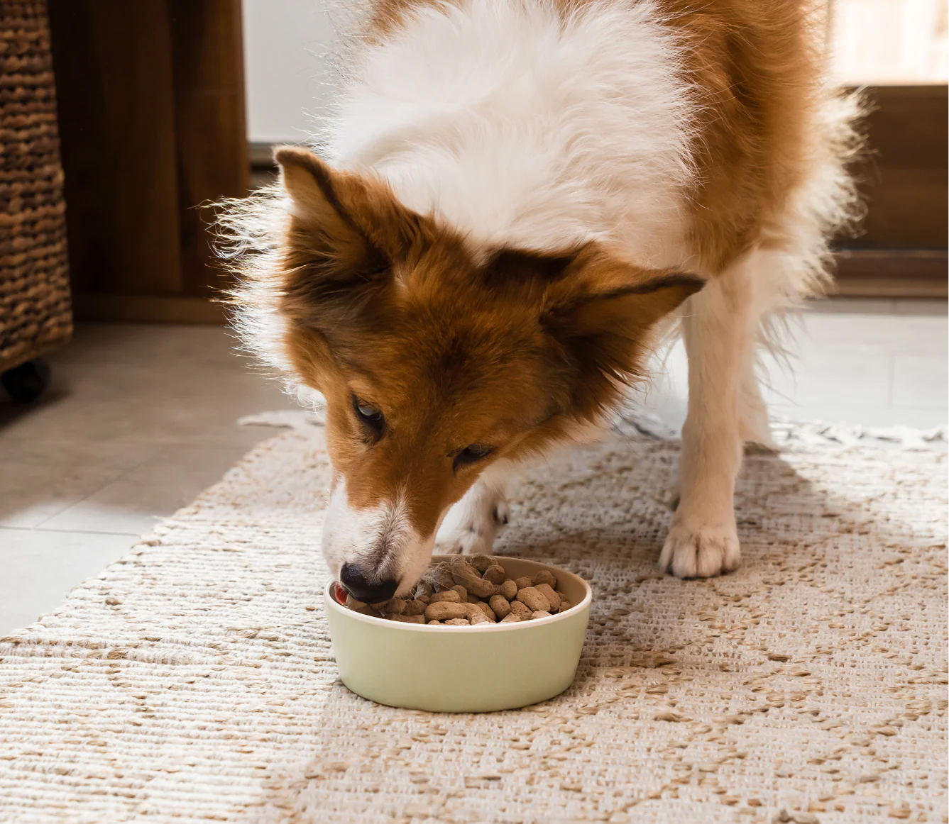 Icelandic Herring & Salmon Oil For Dogs - Image 5