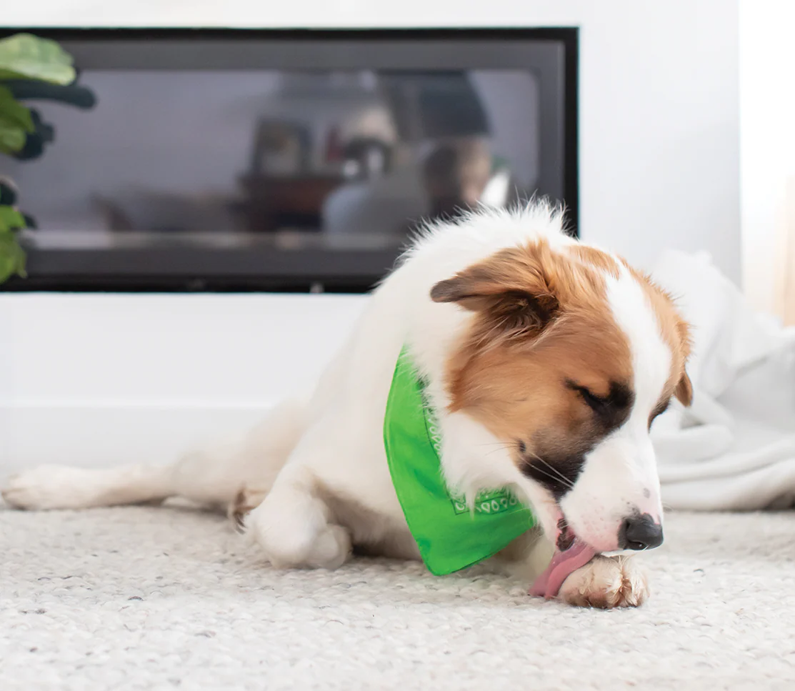 Immune Supplement Chews for Dogs - Image 4