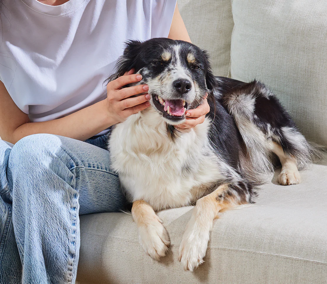Probiotic Supplement Chews for Dogs - Image 4