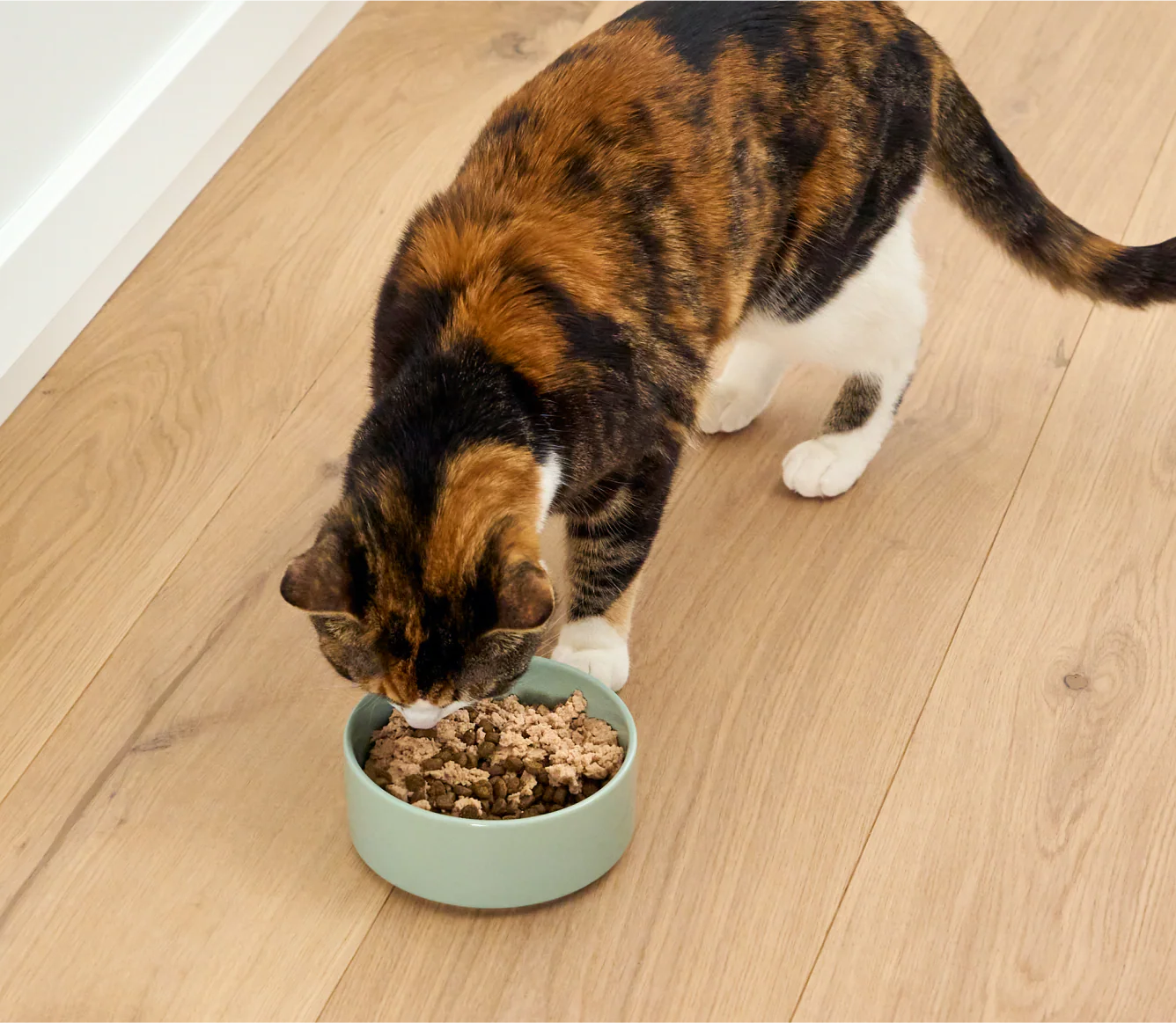 Arctic Char Topper for Cats - Image 5