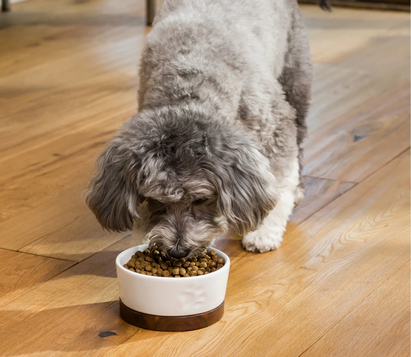 Pollock & Oatmeal Digestive Health Dog Kibble - Image 5